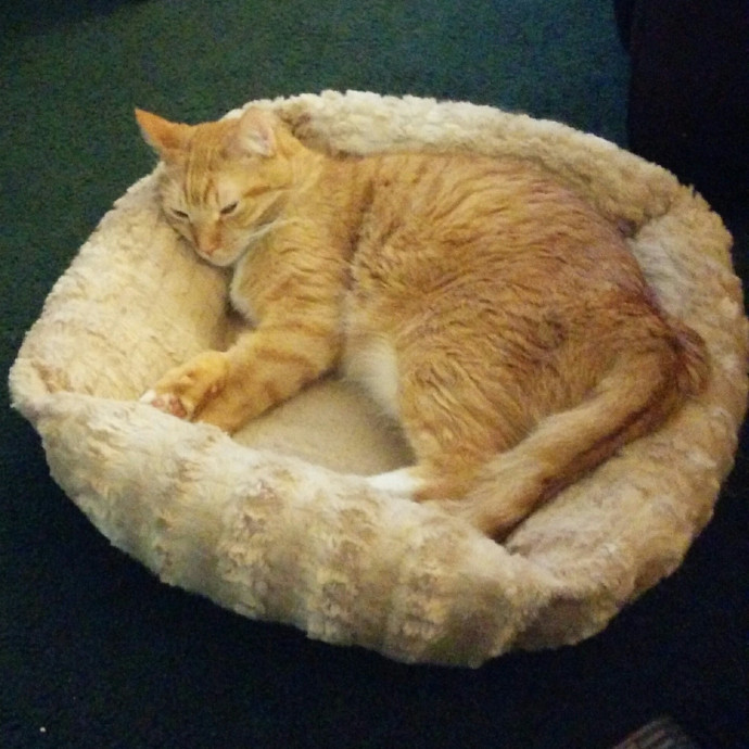 Cat Lover