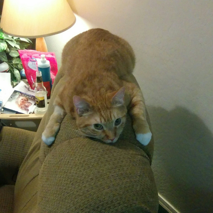 Cat Lover