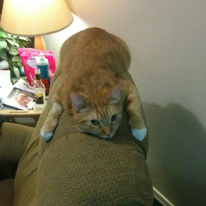 Cat Lover