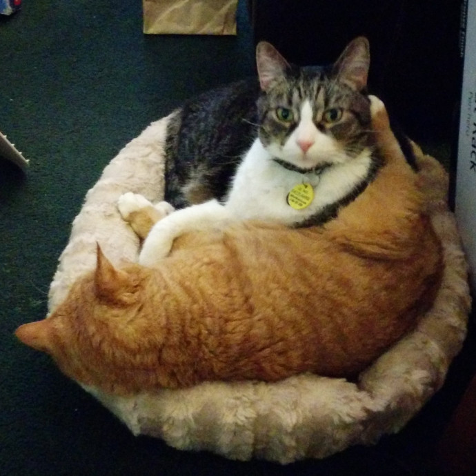 Cat Lover