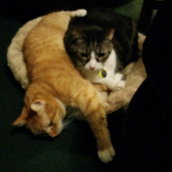 Cat Lover