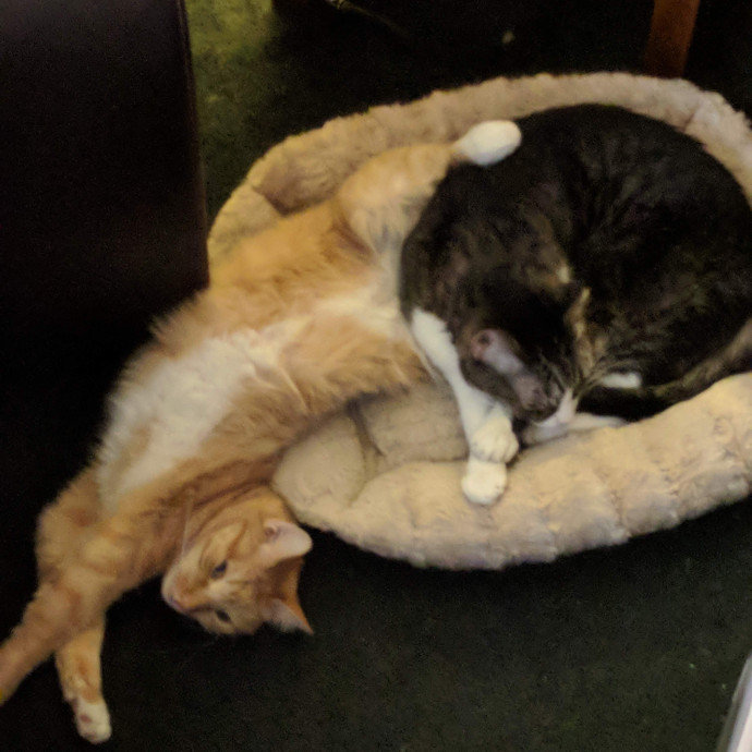 Cat Lover