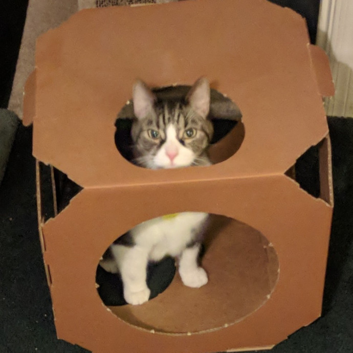 Cat Lover
