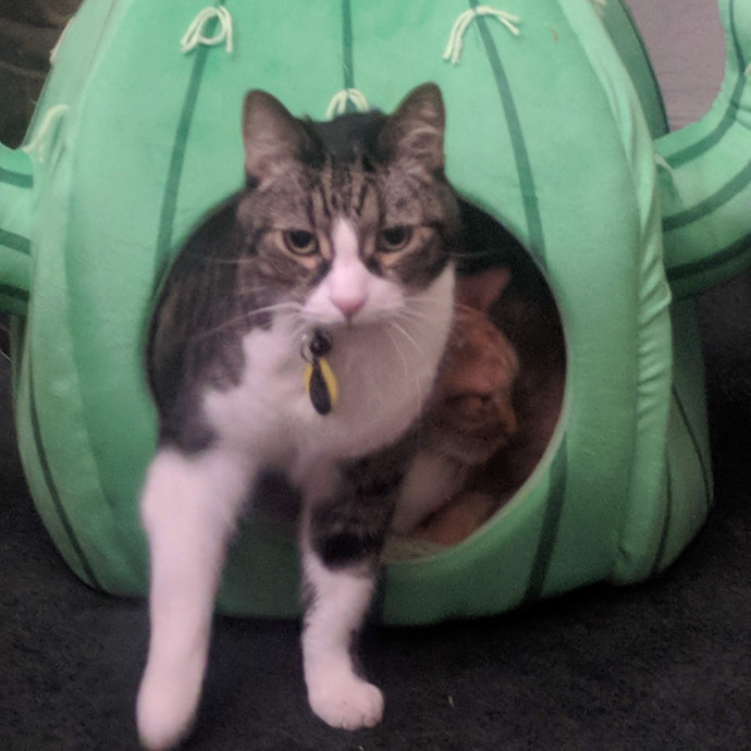 Cat Lover