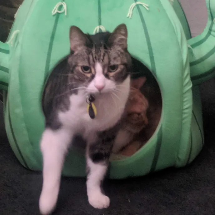 Cat Lover
