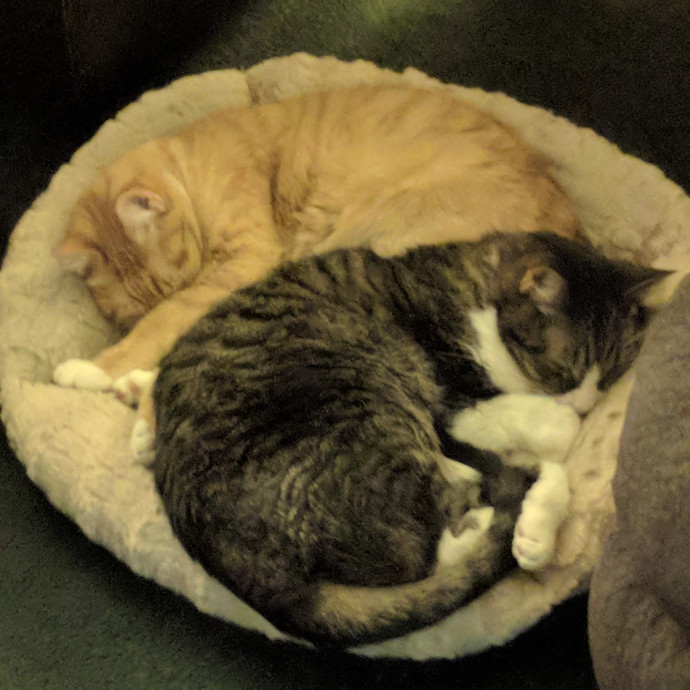 Cat Lover