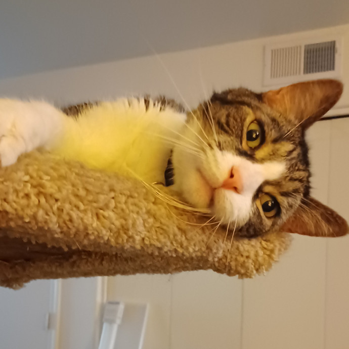 Cat Lover