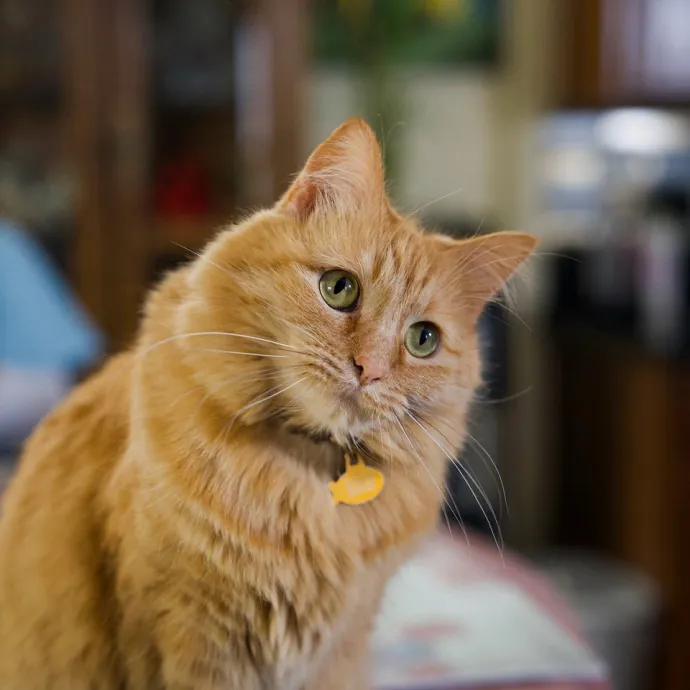 Careful Caring Kitty Caretaker