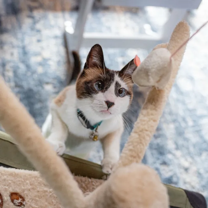 Careful Caring Kitty Caretaker photo 4