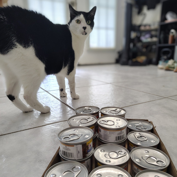 Caroline The Crazy Cat Lady