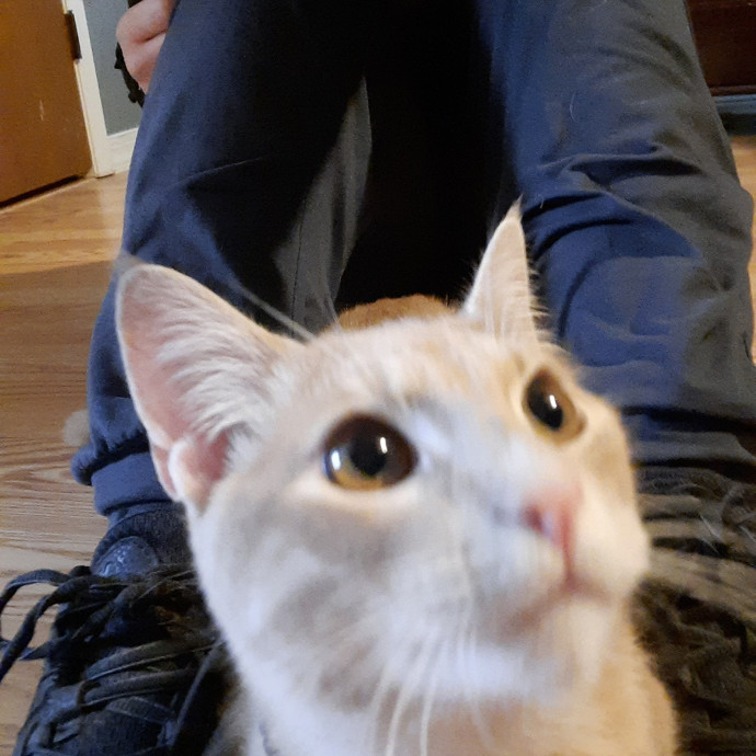 Caroline The Crazy Cat Lady photo 2