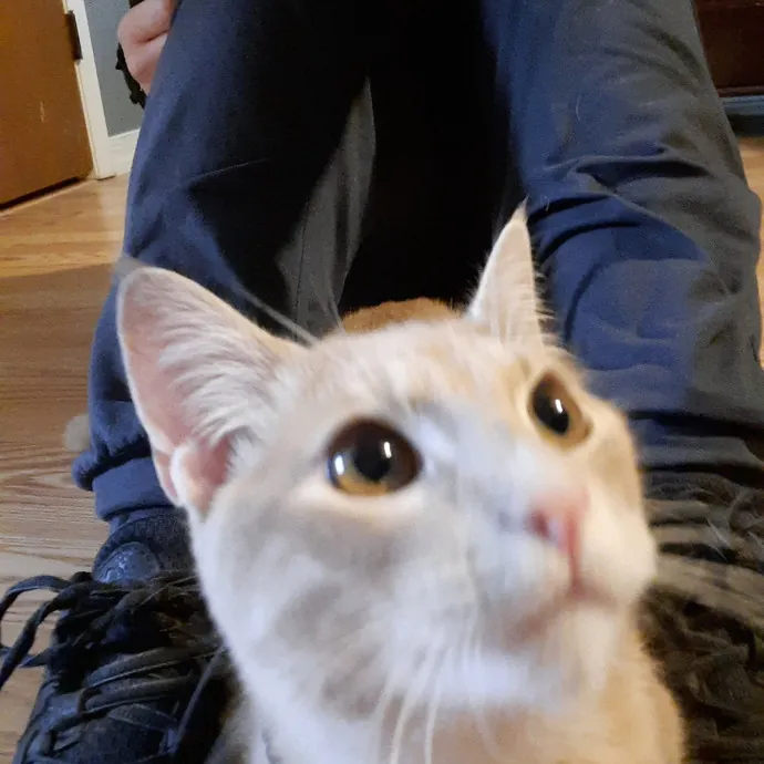Caroline The Crazy Cat Lady photo 2