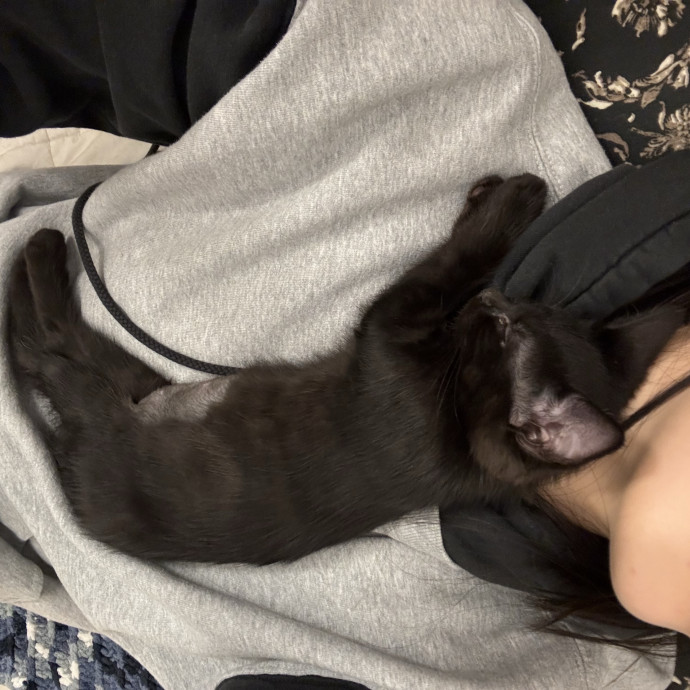 A Girl Who Loves Cats