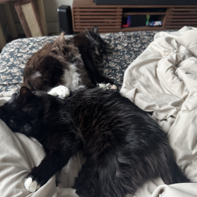 A Girl Who Loves Cats