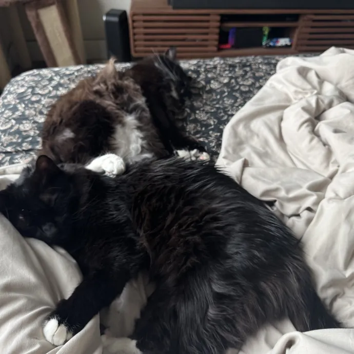 Just A Girl Who Loves Cats photo 2