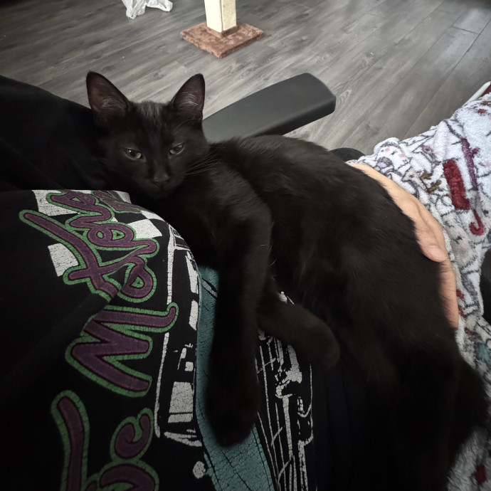 A Girl Who Loves Cats photo 3