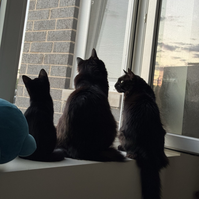 A Girl Who Loves Cats photo 2