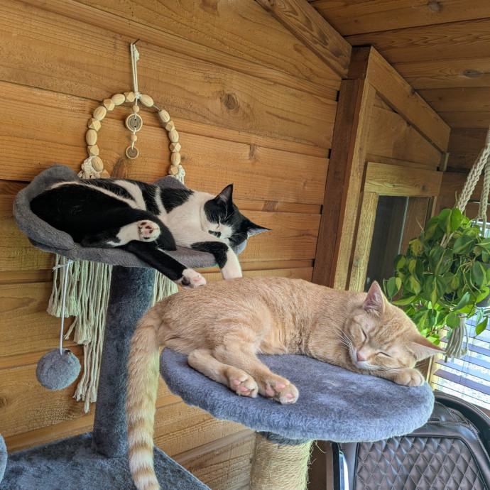 I'm Lawren Cat Lover And Cat Mom