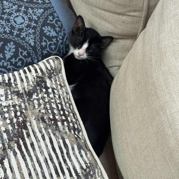 I'm Lawren Cat Lover And Cat Mom photo 2