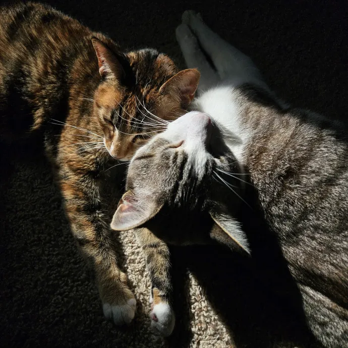 Cat Mom Loves Kitties