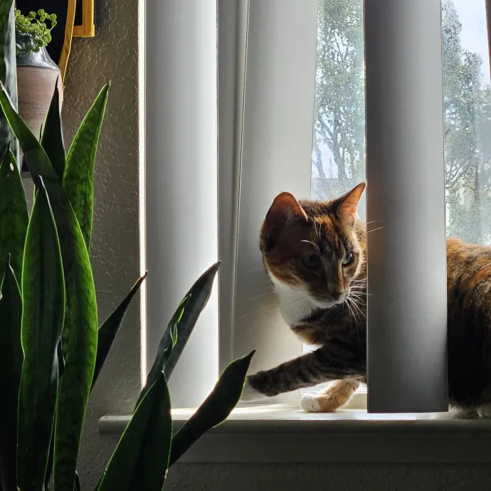 Cat Mom Loves Kitties