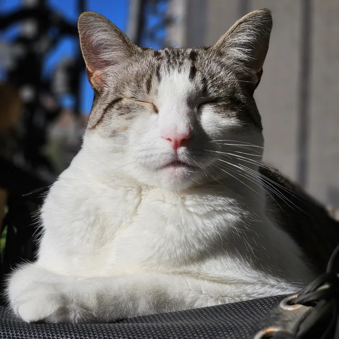 Cat Mom Loves Kitties