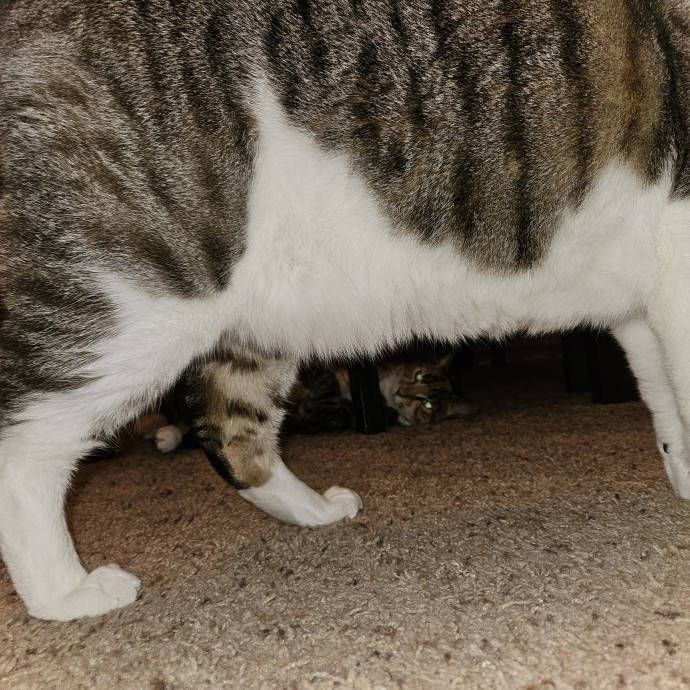 Cat Mom Loves Kitties