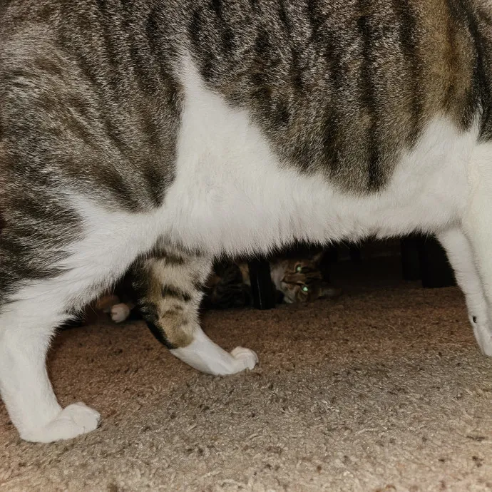 Cat Mom Loves Kitties