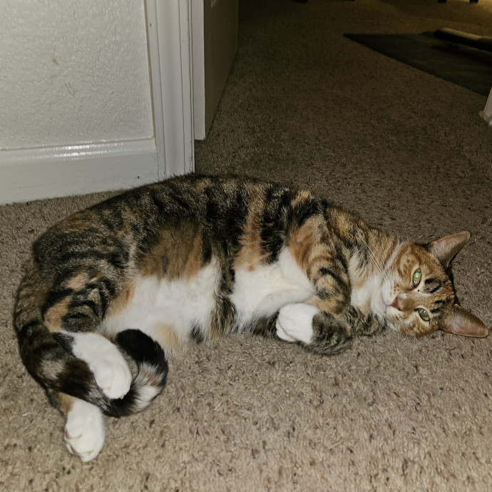 Cat Mom Loves Kitties