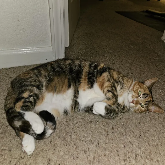 Cat Mom Loves Kitties