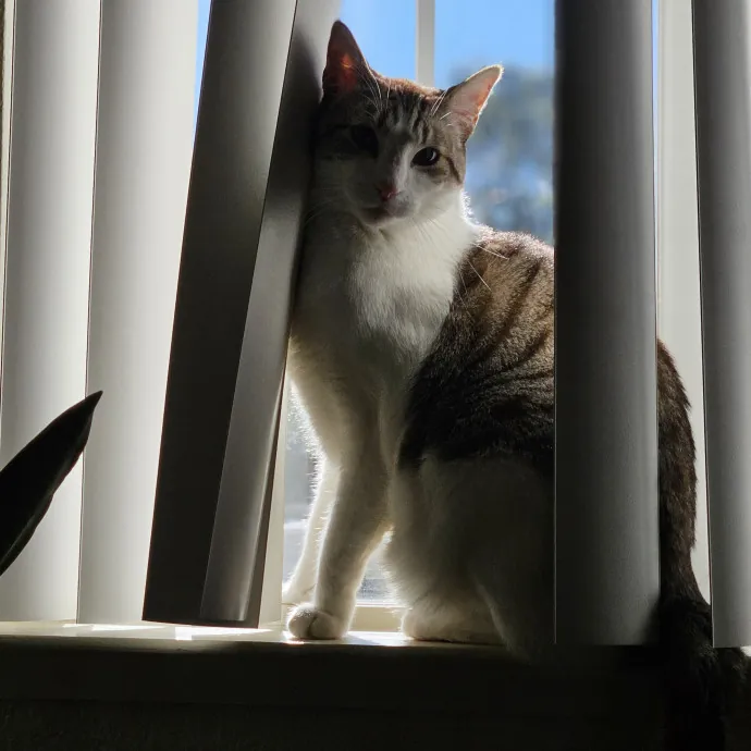 Cat Mom Loves Kitties