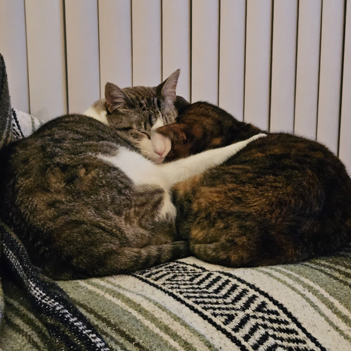 Cat Mom Loves Kitties