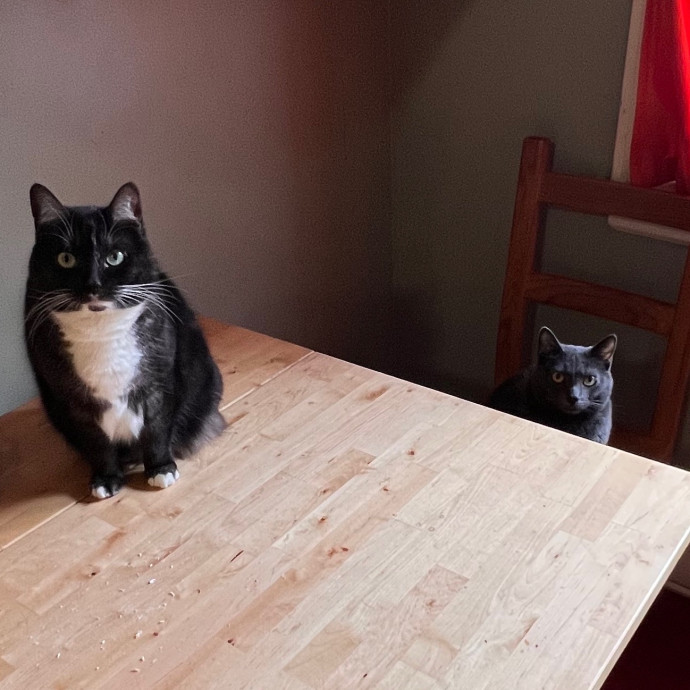 Anahi's Delightful Cat Sitting Services