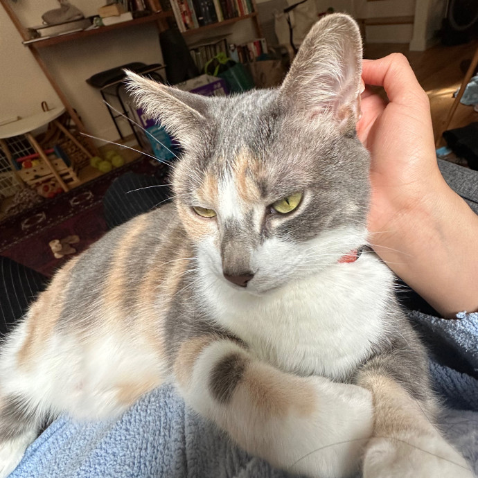 Anahi's Delightful Cat Sitting Services