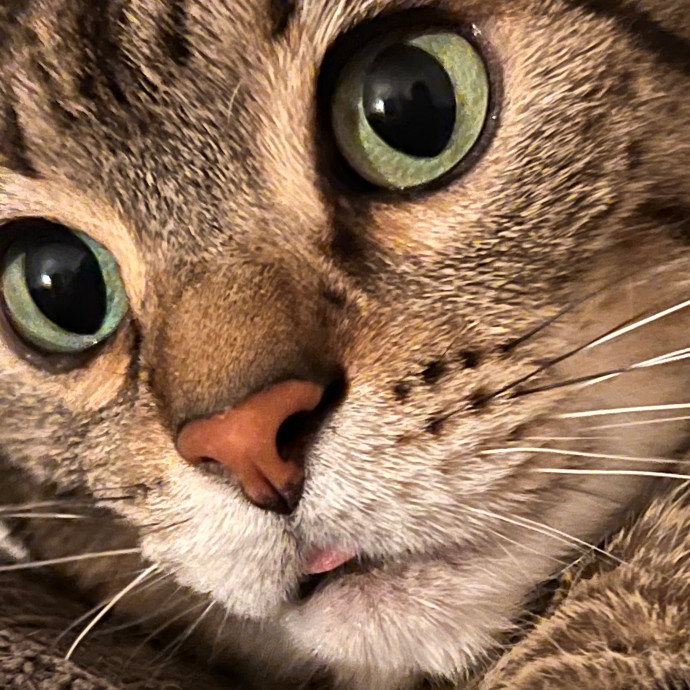 Anahi's Delightful Cat Sitting Services