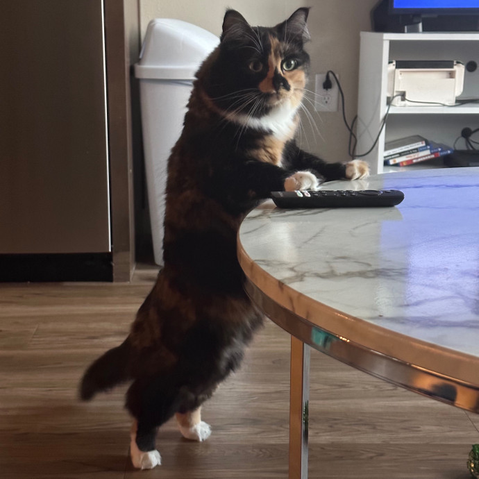 Anahi's Delightful Cat Sitting Services