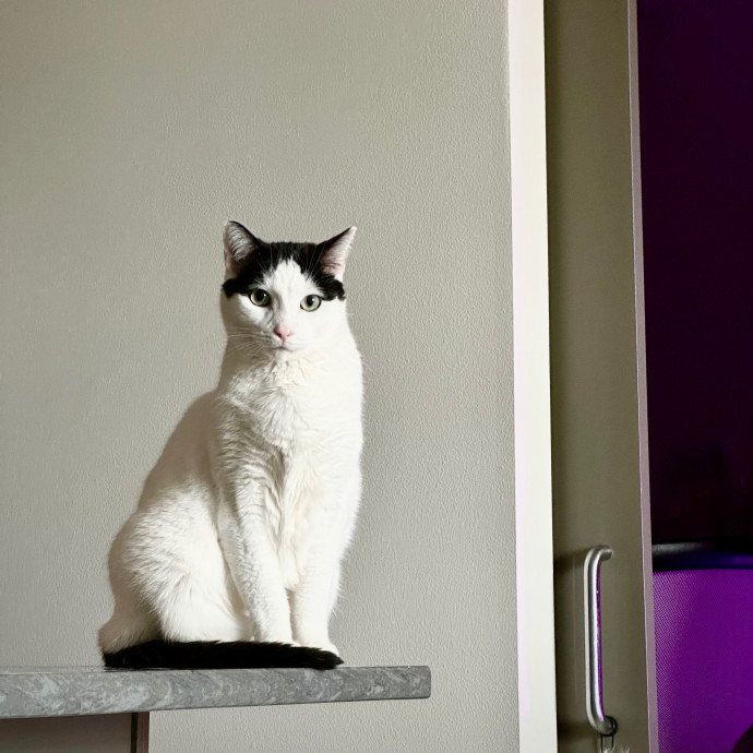 Anahi's Delightful Cat Sitting Services