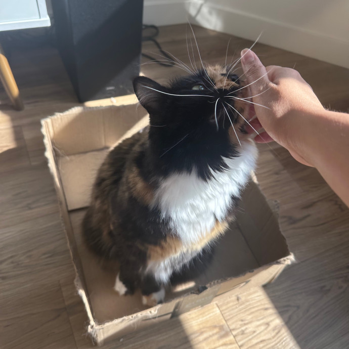 Anahi's Delightful Cat Sitting Services