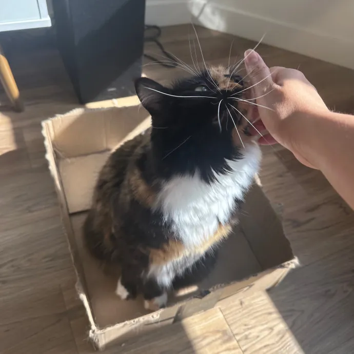 Anahi's Delightful Cat Sitting Services