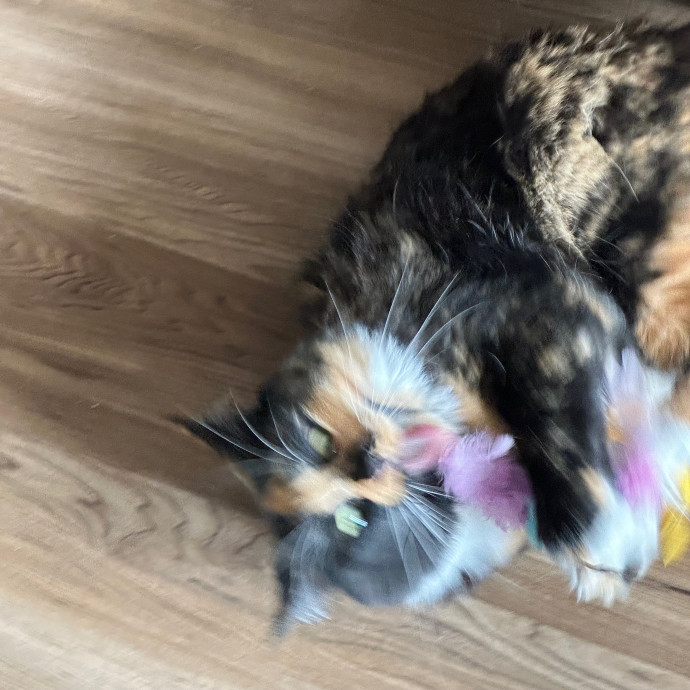 Anahi's Delightful Cat Sitting Services