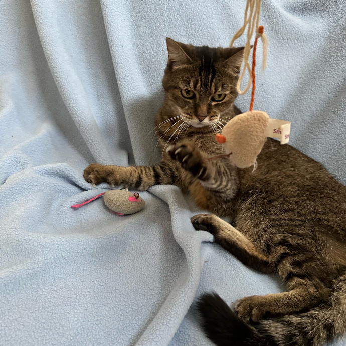 Anahi's Delightful Cat Sitting Services