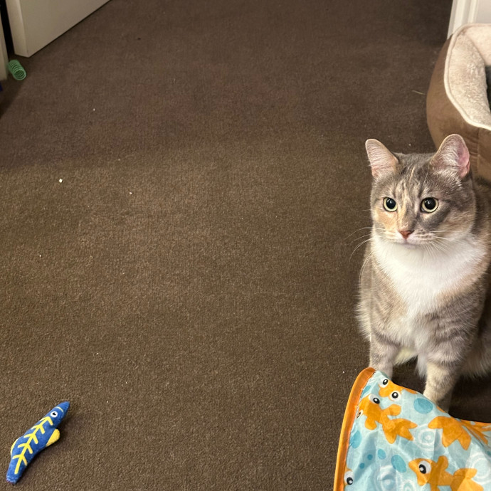 Anahi's Delightful Cat Sitting Services
