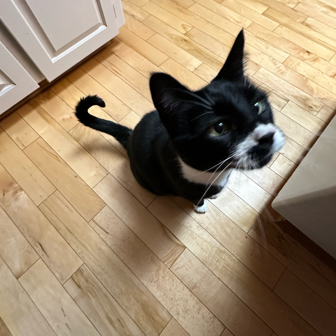 Anahi's Delightful Cat Sitting Services