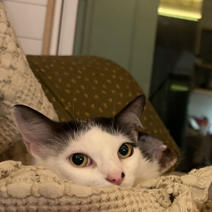 Anahi's Delightful Cat Sitting Services photo 3