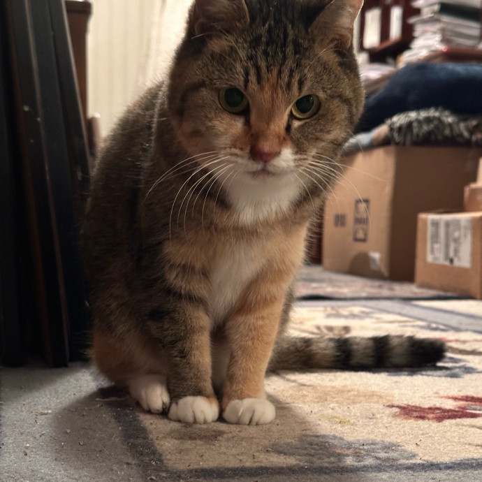 Anahi's Delightful Cat Sitting Services photo 2