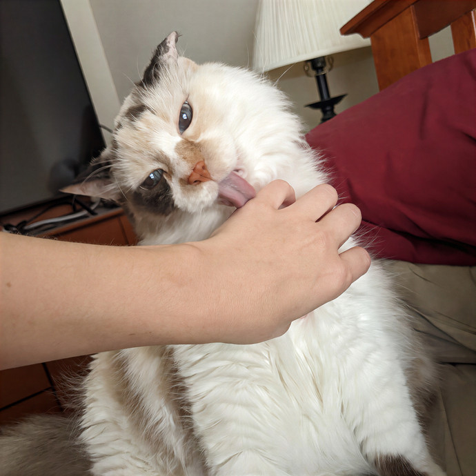 Alayna's Paw-Some Cat Sitting