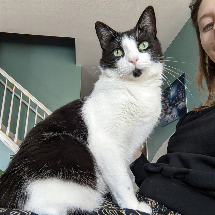 Alayna's Paw-Some Cat Sitting