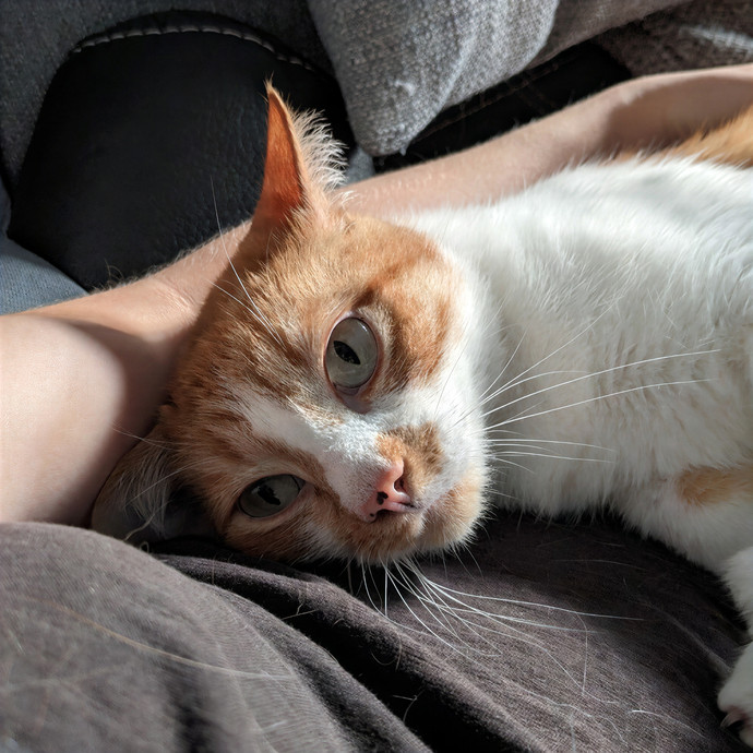 Alayna's Paw-Some Cat Sitting photo 3