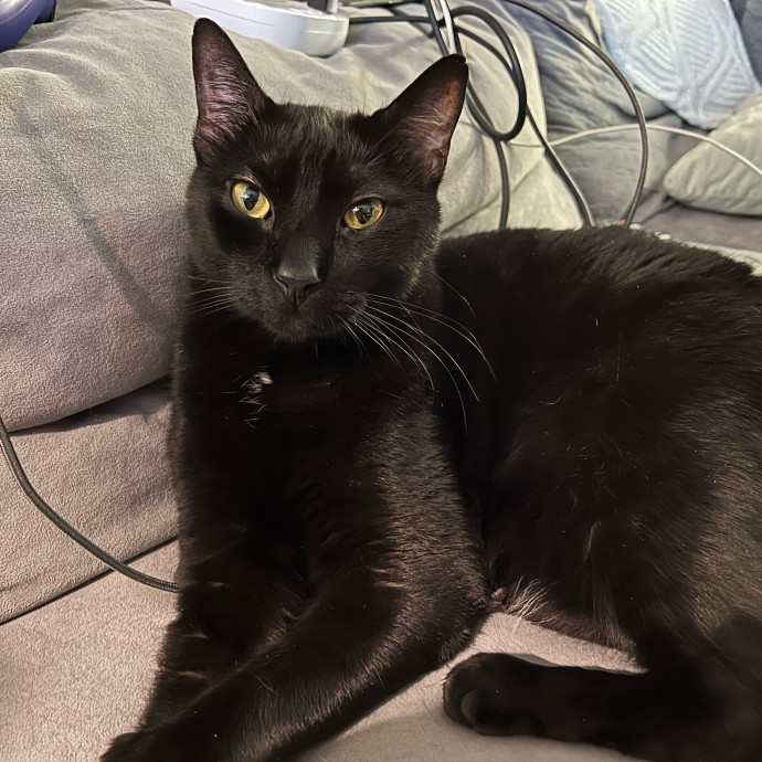 Loving Reliable Cat Care