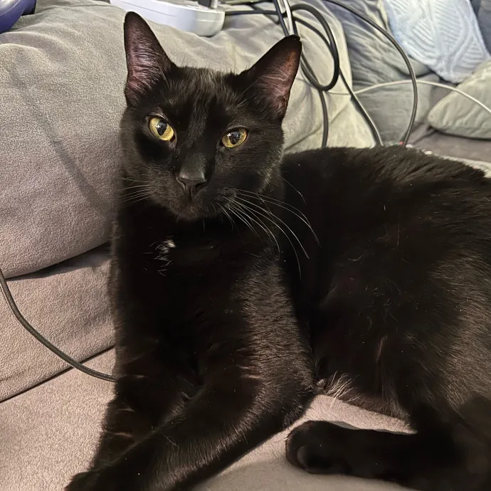 Loving Reliable Cat Care